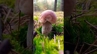 White mushroom amazing mushroom followme nature [upl. by Gay]