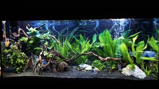 My 180 L Juwel Rio Aquarium [upl. by Atekihc429]