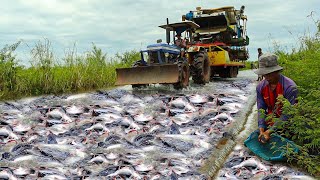 Amazing Fishing a lot of catch fish on the road flooding skill by hand a fisherman [upl. by Allisan]