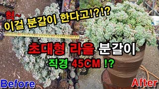 재업로드직경45CM초대형라울분갈이 Planta suculentaSedum clavatumfettpflanzefleshy plantPotting多肉植物换花盆 [upl. by Ayhdnas]