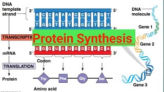 Protein Synthesis12 BiologyMolecular Basis of Inheritance [upl. by Barcroft]