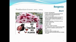 Bergenia Bach plante vivace [upl. by Rinum]