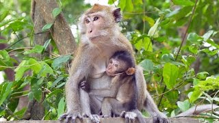 Crabeating or Longtailed Macaques Macaca fascicularis  Javaneraffen oder Langschwanzmakaken 1 [upl. by Mycah]