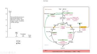 urea cycle 2 hyperammonemia hiperamonemia biochemistry bioquímica [upl. by Eugine]