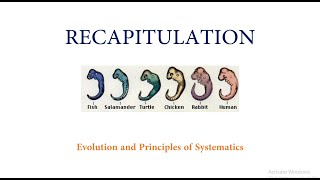 Theory of Recapitulation [upl. by Lambertson651]