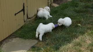 Bichon Frise Puppies For Sale [upl. by Tranquada]