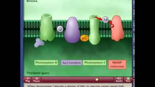 Photosynthetic Electron Transport and ATP Synthesis [upl. by Eibocaj]