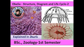 Obelia life cycle2  life cycle of obelia  BSC Zoology  obelia structure HSR Bioinfo Medusa [upl. by Einberger803]