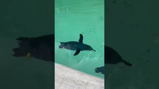 How fast are these cute little penguins swimming in the water penguins musicsong Please subscribe🙏 [upl. by Shanta]