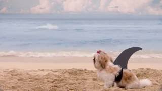 Shark Week 2016 ShihTzu Commercial [upl. by Yraunaj528]