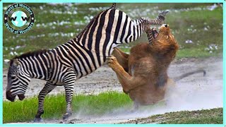 BEST DEFENSE Zebra FIGHT BACK To Lion  Lion Attack [upl. by Aisatan]