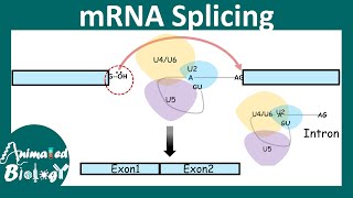 splicing mechanism and its importance overview  How does splicing happen  Molbio [upl. by Coben]