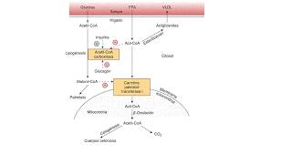 Beta Oxidación y Metabolismo de lípidos [upl. by Adniled93]