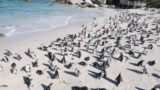 Penguins at Boulders beach [upl. by Romilly]