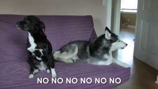 Mishka the Talking Husky is Mad  SUBTITLED [upl. by Ryder]