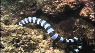 black and white snake eats fish under water [upl. by Gunzburg]