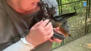 Juvenile flyingfoxes go to creche Wheelibin and Laddie [upl. by Liagibba]