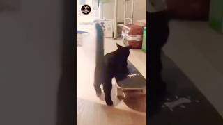 The Cat Try to drive  Lovely Pets🐱😍 shorts [upl. by Orson]