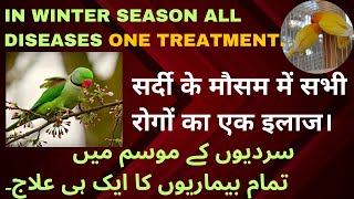 In Winter season All Diseases One Treatment birdhealth birdcare indianparrots [upl. by Hubbard]