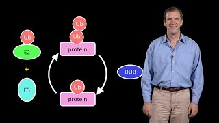 Deshaies Amgen 1 A primer on the ubiquitinproteasome system [upl. by Adlanor334]