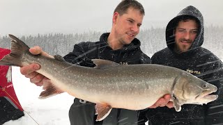 Kananaskis Bull Trout Dec 2018 [upl. by Nairred]