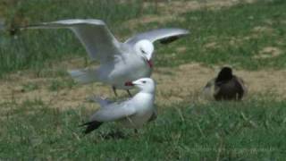 Goéland dAudouin Larus audouinii [upl. by Accalia534]