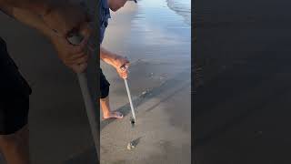 Catching mantis shrimp on shore  shrimp catchingseafood onshore [upl. by Nivla]