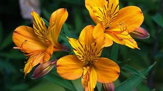 HOW TO GROW ALSTROEMERIA AT HOME [upl. by Carrew]