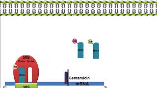 Gentamicin Mechanism of Action [upl. by Nahtan]