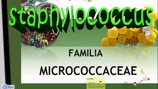 Microbiología Micrococcaceae Staphylococcus aureus [upl. by Huberty]