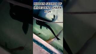 HIDDEN SECRET OF IRIDESCENT SHARK FISHshortsshortiridescentiridescentsharksharkfishknowledge [upl. by Adnilim]