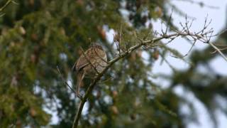 Dunnock Prunella modularis  Heckenbraunelle 01 [upl. by Llerroj311]