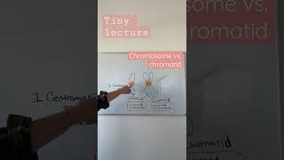 Chromosome vs chromatid  TEAS 7 Biology  the cell cycle  Mitosis [upl. by Nnahgaem]