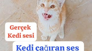 Gerçek kedi sesi kedi sesi kedi çağıran ses [upl. by Anirb]