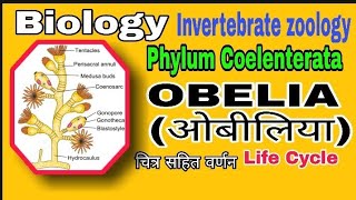 OBELIAPhylum Coelenterata Life Cycle सचित्र वर्णन।। Invertebrate zoology [upl. by Anitnelav]