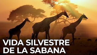 El Mundo Salvaje La Sabana Africana  Free Documentary Nature  Español [upl. by Flanagan]