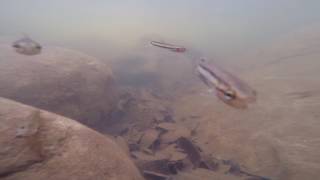 Wild Betta macrostoma biotope  Wasai Belulok Falls Labi Jungle Brunei [upl. by Udall]