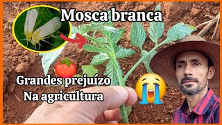 Mosca branca responsável por grandes perdas na agricultura [upl. by Nebeur735]