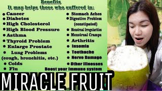 Health benefits of Calabash Fruit  Miracle Fruit [upl. by Smith]