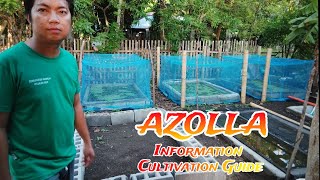 AZOLLA  Tamang Pagaalaga ng Azolla  Backyard Farming Technique backyardfarming [upl. by Sidoon908]