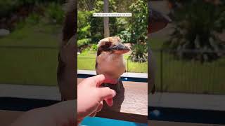 Man rescues kookaburra bird visits him for days after animalshorts shortvideo animals [upl. by Veda]