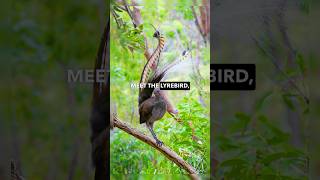 Meet The Lyrebird  Nature’s Mimicry Master [upl. by Ariayek301]