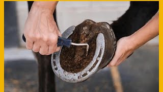 Shocking Transformative Tips for Horse Shoe Cleaning [upl. by Harwill]