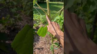 🥒 DIY Cucumber Trellis [upl. by Fabozzi]