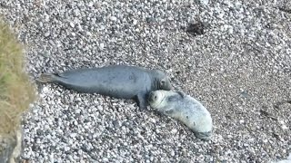 Happy Baby Seal Sounds  17 day old pup gets his belly tickled [upl. by Svend751]