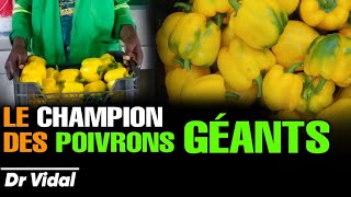 CAMEROUN  Le champion des Poivrons GÉANTS sous SERRE agricole [upl. by Redman71]