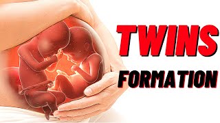 How Twins Are Formed In Humans Animation Identical and Fraternal Twins [upl. by Alyosha40]