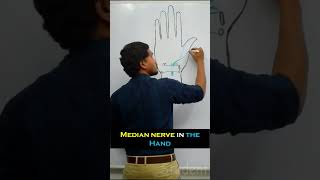 Median Nerve in the Hand  Anatomy  in 2 minuets  Simplified [upl. by Calvin]