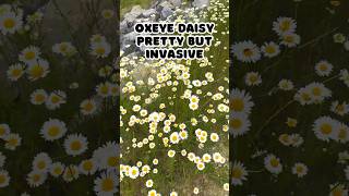 Oxeye Daisy invasive wildflower shorts [upl. by Filiano7]