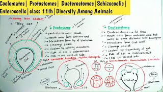 Coelomates Protostomes DueterostomesSchizocoelic Enterocoelicclass 11thDiversity Among Animals [upl. by Sybila]